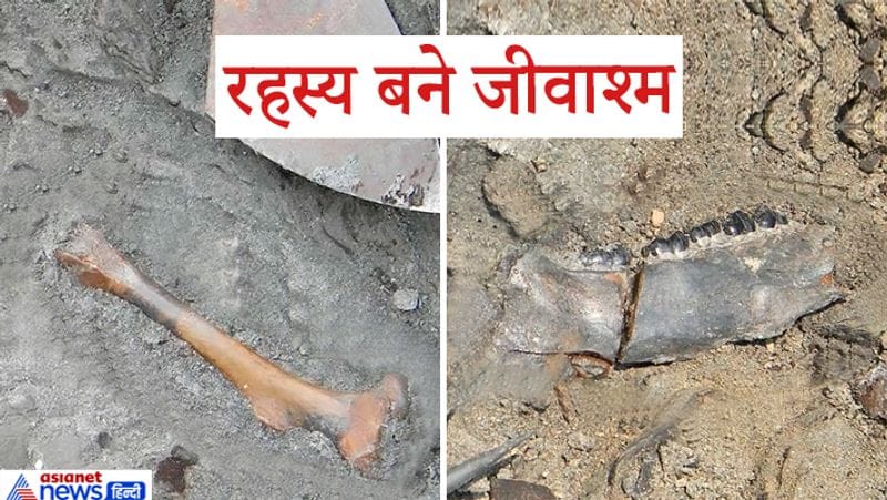 रिसर्च में सामने आया है कि जहां से ये जीवाश्म मिले, वहां 5000 करोड़ साल पहले झील हुआ करती थी। तब वहां का मौसम शुष्क रहा होगा। ये जीवाश्म शाकहारी प्राणियों के हैं। आगे पढ़ें-20 करोड़ वर्ष पुरानी इस चीज से खुलेगा डायनासोर का रहस्य, एक चौंकाने वाली खोज