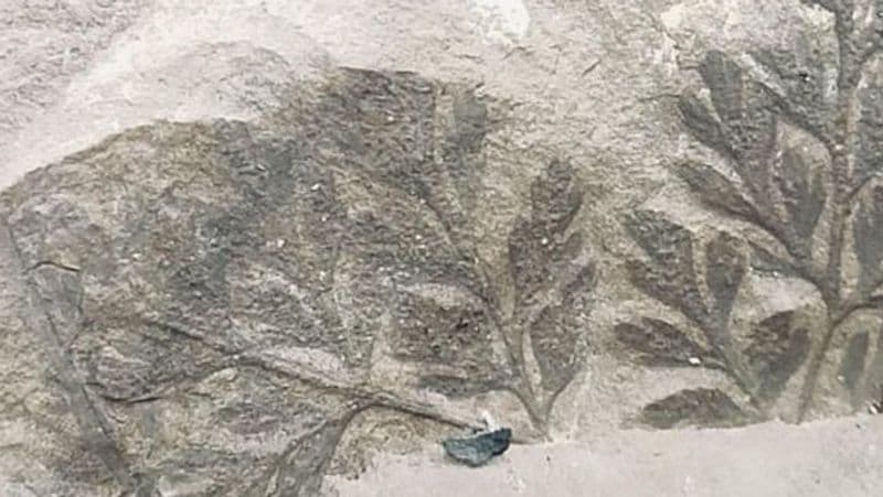 तालझारी प्रखंड के सीमलजोड़ी, हरिजनटोला, झरनाटोला, निर्मघुट्टू और अन्य गांवों में ऐसे जीवाश्म लगातार मिल रहे हैं। आगे पढ़ें इसी खबर के बारे में..