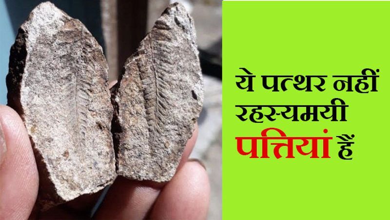 साहिबगंज, झारखंड. पिछले कई सालों से भूवैज्ञानिक (Geologist) यह पता लगाने की कोशिश कर रहे हैं कि 15-20 करोड़ वर्ष पहले की दुनिया कैसी रही होगी, डायनासोर का जीवन कैसा होगा? भूवैज्ञानिकों को समय-समय पर उस कालखंड के ऐसे जीवाश्म मिलते रहे हैं, जिनसे डायनासोर के बारे में थोड़ा-बहुत पता चलता है। कुछ समय पहले साहिबगंज में पुरातत्व विभाग को 15-20 करोड़ वर्ष पुरानी जीवाश्म पत्तियां (Fossil leaves) मिली हैं। साहिबगंज पीजी कॉलेज के सहायक प्रोफेसर एवं भूवैज्ञानिक रंजीत कुमार सिंह के मुताबिक, ये जीवाश्म तालझाड़ी इलाके के दुधकोल पर्वत पर मिले हैं। यह कार्य केंद्र सरकार के विज्ञान और प्रौद्योगिकी विभाग की एक परियोजना के तहत राष्ट्रीय वनस्पति अनुसंधान संस्थान, लखनऊ के सहयोग से हो रहा है। माना जा रहा है कि ऐसी पत्तियां शाकाहारी डायनासोर खाते होंगे। यहां पिछले 12 सालों से खोजबीन का काम चल रहा है, लेकिन ऐसे जीवाश्म पहली बार मिले हैं। इस इलाके में लगातार जीवाश्म मिल रहे हैं। इन पर देवी-देवताओं की आकृतियां दिखाई देने से आदिवासी उन्हें पूजने लगे हैं। इन जीवाश्म पत्तियों के मिलने के बाद संभावना है कि यहां से डायनासोर के अंडों के जीवाश्म भी मिल सकते हैं। आगे पढ़ें इसी खबर के बारे में...