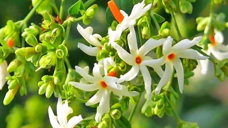 ಬಳಸುವುದು ಹೇಗೆ?
ಇದಕ್ಕಾಗಿ ಜೊಜೊಬಾ ಎಣ್ಣೆಯ ಜೊತೆಗೆ ಪಾರಿಜಾತ ಎಲೆಗಳ ರಸವನ್ನು ಬೆರೆಸಿ ಕೊಳ್ಳಬಹುದು. ನಂತರ ಇದನ್ನು ಚರ್ಮದ ಮೇಲೆ ಹಚ್ಚಿ. ಇದು ತ್ವರತವಾಗಿ ಚರ್ಮವನ್ನು ಸುಧಾರಿಸುತ್ತದೆ.