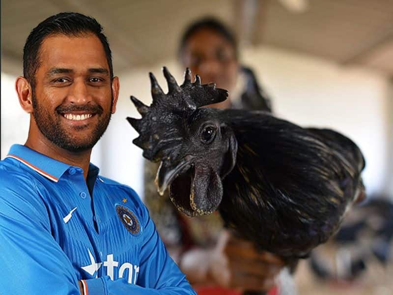 Former Team India Cricketer MS Dhoni set for poultry farming orders kadaknath Chicks kvn