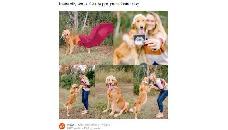 Woman shares maternity photoshoot for pregnant dog