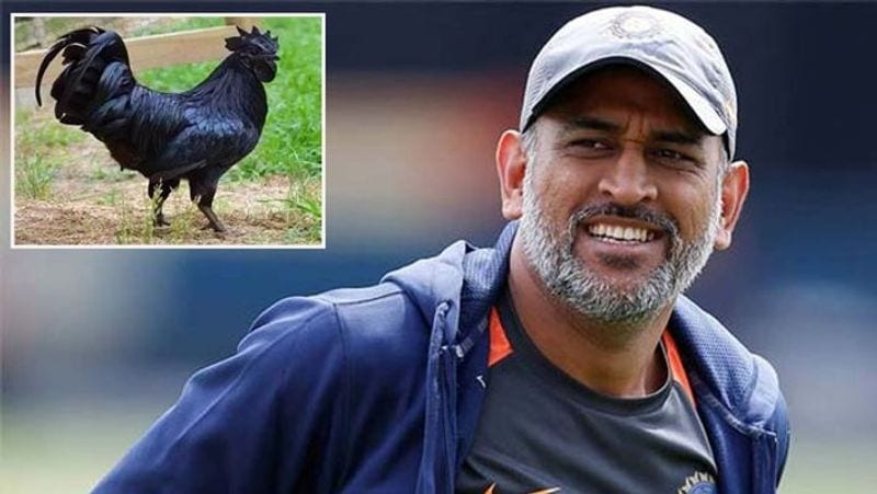 टीम इंडिया के पूर्व कैप्टन महेंद्र सिंह धौनी रांची के सिमलिया स्थित अपने फार्म हाउस में मप्र के झाबुआ का प्रोडक्ट कड़कनाथ मुर्गा पालेंगे। धौनी ने इसके लिए थांदला(जिला झाबुआ-मप्र) के पास रूंडीपाड़ा में आशीष कड़कनाथ मुर्गीपालन सहकारी संस्था के विनोद मेड़ा को 2000 चूजों का ऑर्डर दिया है। इसकी डिलीवरी 15 दिसंबर को होगी। विनोद ने बताया कि इस सिलसिले में वे 3-4 महीने से रांची के डॉ. एसएस कुल्डु के संपर्क में थे। वेटनरी डॉक्टर कुल्डु धौनी के पारिवारिक मित्र हैं। बता दें कि इससे पहले कृषि केंद्र झाबुआ ने भारतीय क्रिकेट कंट्रोल बोर्ड और विराट कोहली को पत्र लिखकर डायट में कड़कनाथ शामिल करने को कहा था।
यह है कड़कनाथ की खूबी..
विनोद बताते हैं कि कड़कनाथ का एक चूजा 130 रुपए में बिकता है। धौनी ने कड़कनाथ पालने की इच्छा जताई थी। बताते हैं कि डॉ. कुल्डु के एक मित्र झाबुआ कृषि विज्ञान केंद्र में हैं। उनके जरिये ही यह डील हुई। कड़कनाथ हाईप्रोटीन वाला मुर्गा माना जाता है। इसमें वसा कम होते हैं। इसकी ओरिजनल ब्रीड सिर्फ झाबुआ में पाई जाती है। बता दें कि कृषि विज्ञान केंद्र झाबुआ ने कुछ समय पहले भारतीय क्रिकेट कंट्रोल बोर्ड और कप्तान विराट कोहली को डायट में ग्रिल्ड चिकन के तौर पर कड़कनाथ खाने की सलाह देते हुए पत्र लिखा था। हैदराबाद के राष्ट्रीय मांस अनुसंधान केंद्र ने भी एक रिपोर्ट में कड़कनाथ चिकन को उपयोगी बताया था।