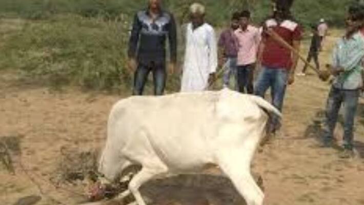 Govardhanpuja - On this day, pigs are mowed down till they die under the feet of a cow, this is a unique tradition asa Govardhanpuja - On this day, pigs are mowed down till they die under the feet of a cow, this is a unique tradition asa