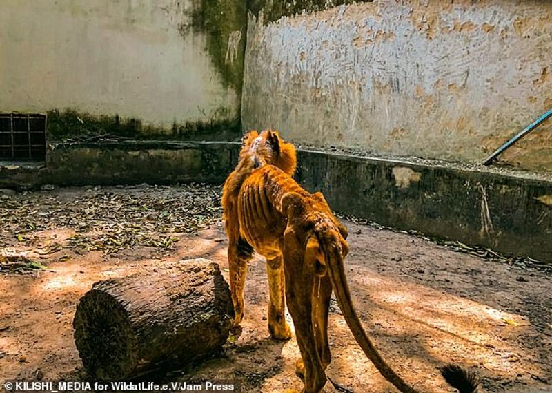 Hungry lion zaki at Gamji Gate zoo in Kaduna Nigeria
