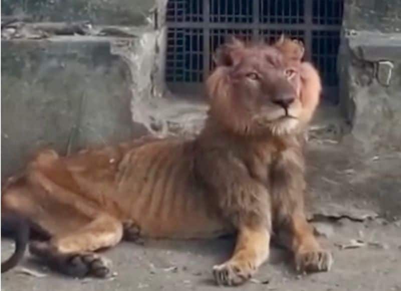 Hungry lion zaki at Gamji Gate zoo in Kaduna Nigeria