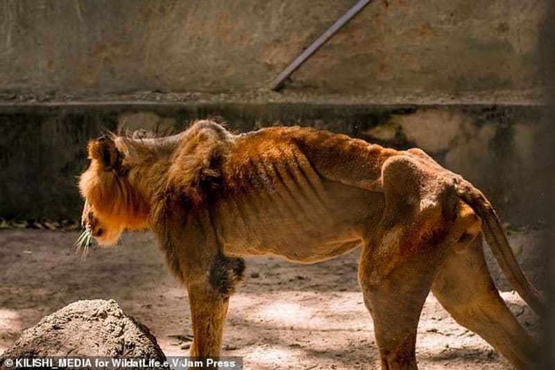 Hungry lion zaki at Gamji Gate zoo in Kaduna Nigeria