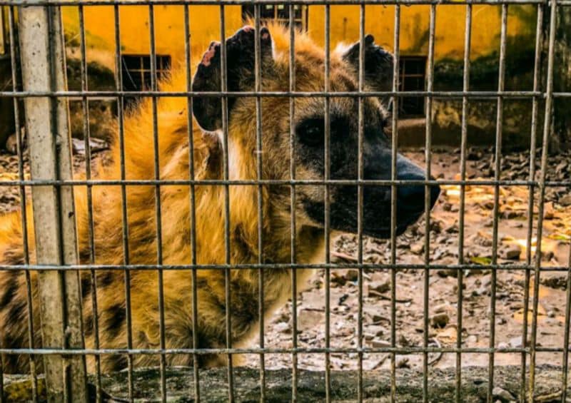 Hungry lion zaki at Gamji Gate zoo in Kaduna Nigeria