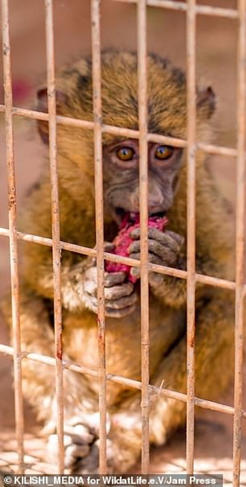 Hungry lion zaki at Gamji Gate zoo in Kaduna Nigeria