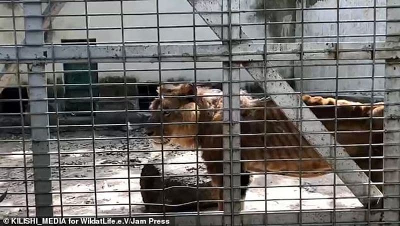 Hungry lion zaki at Gamji Gate zoo in Kaduna Nigeria