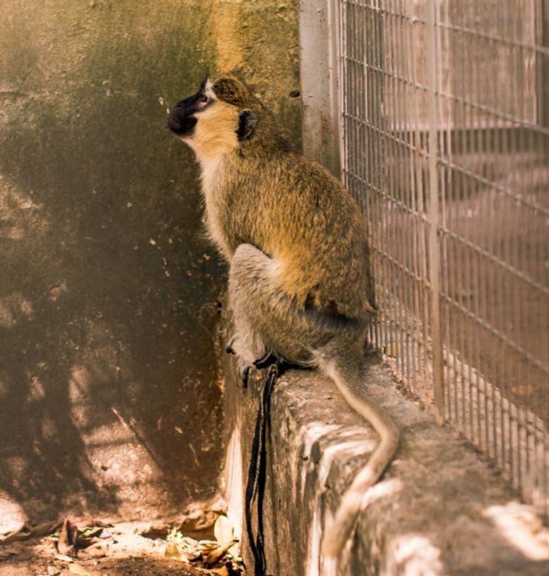 Hungry lion zaki at Gamji Gate zoo in Kaduna Nigeria