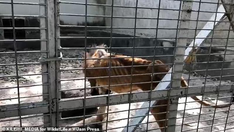 Hungry lion zaki at Gamji Gate zoo in Kaduna Nigeria
