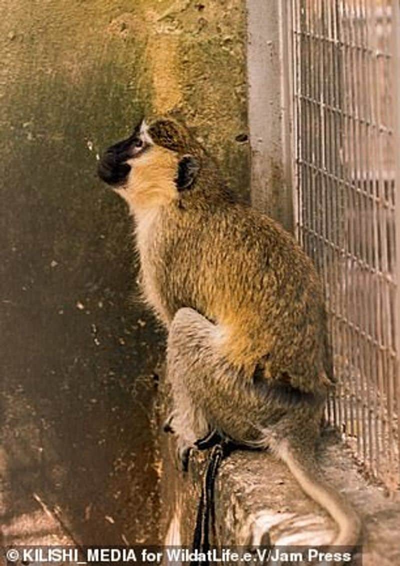 Hungry lion zaki at Gamji Gate zoo in Kaduna Nigeria