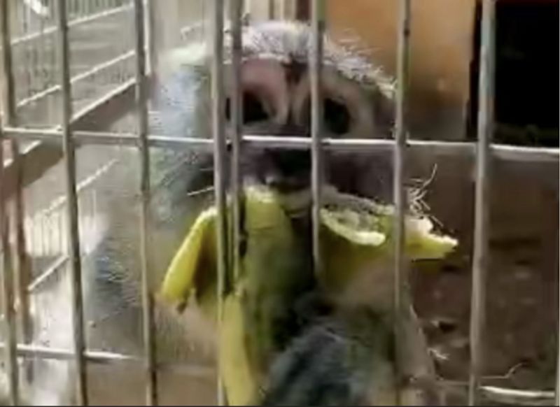 Hungry lion zaki at Gamji Gate zoo in Kaduna Nigeria