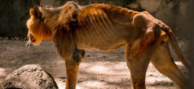 Hungry lion zaki at Gamji Gate zoo in Kaduna Nigeria