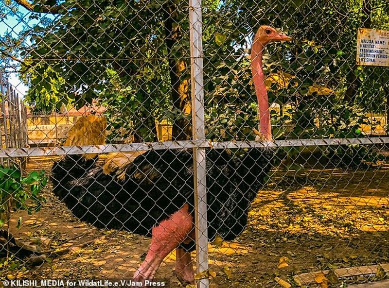 Hungry lion zaki at Gamji Gate zoo in Kaduna Nigeria