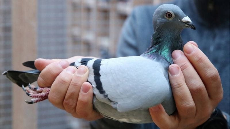 belgian racing pigeon new kim get record money 14 crore at an auction
