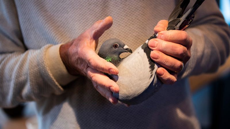 belgian racing pigeon new kim get record money 14 crore at an auction