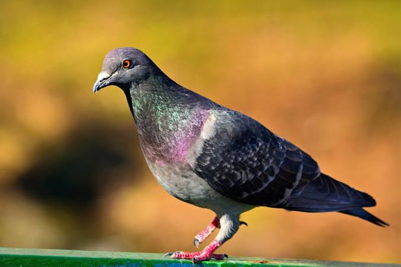 belgian racing pigeon new kim get record money 14 crore at an auction