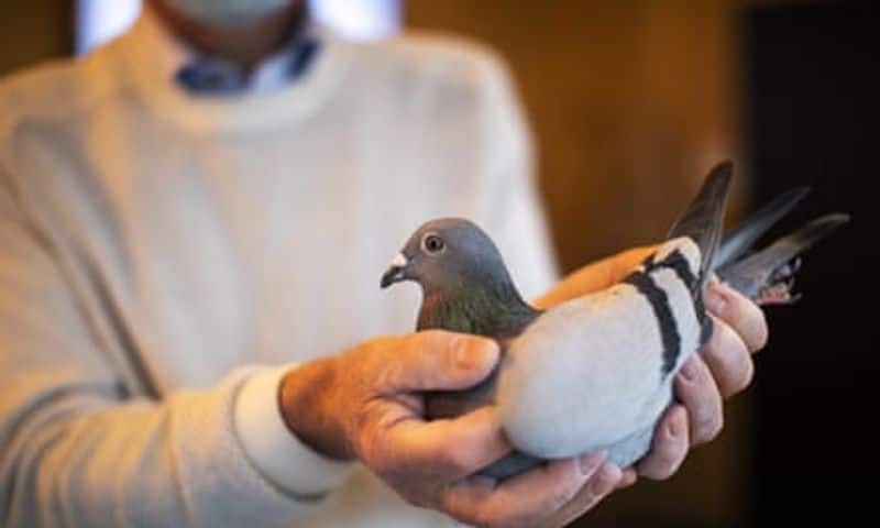 belgian racing pigeon new kim get record money 14 crore at an auction