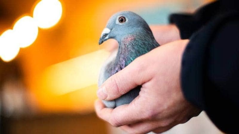 belgian racing pigeon new kim get record money 14 crore at an auction