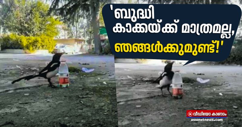 <p>കുടത്തിൽ കല്ലിട്ട് വെള്ളം കുടിക്കുന്ന കാക്കയുടെ കഥ പണ്ട് നമ്മളെല്ലാം കേട്ടതാണ്. ഇപ്പോഴിതാ ശരിക്കും അങ്ങനെ വെള്ളം കുടിക്കാൻ ശ്രമിക്കുകയാണ് ഒരു പക്ഷി. കാക്കയുടെ വർഗ്ഗത്തിൽപ്പെട്ട യുറേഷ്യൻ മാഗ്പൈ എന്ന പക്ഷിയാണ് ദൃശ്യത്തിലുള്ളത്. നിരവധിപേർ ഇതിനോടകം രസകരമായ ഈ വീഡിയോ പങ്കുവച്ചു കഴിഞ്ഞു. </p>