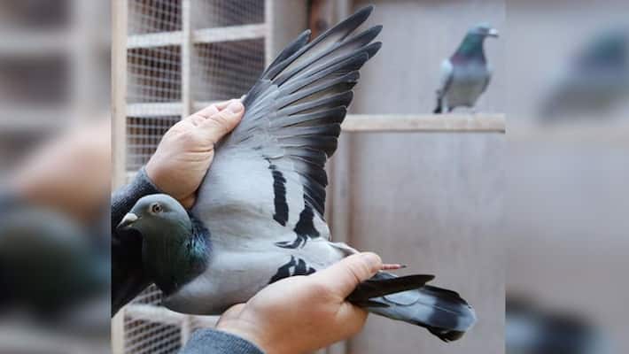 Pakistani villager urges India to return 'spy' pigeon Pakistani villager urges India to return 'spy' pigeon
