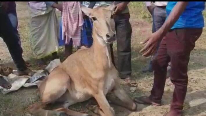 Nilgai rescued from National Highway at Burdwan BTG Nilgai rescued from National Highway at Burdwan BTG