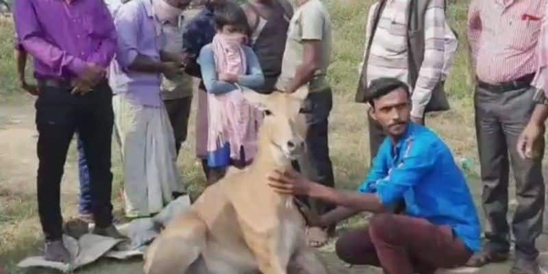 Nilgai rescued from National Highway at Burdwan BTG