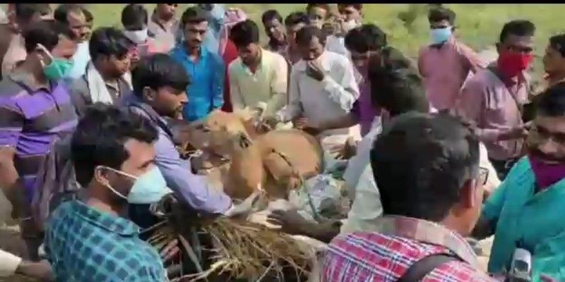 Nilgai rescued from National Highway at Burdwan BTG