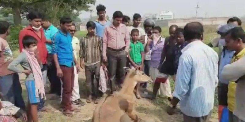 Nilgai rescued from National Highway at Burdwan BTG