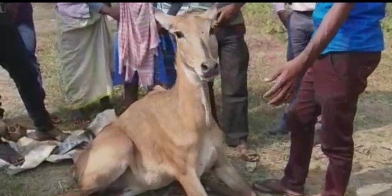 Nilgai rescued from National Highway at Burdwan BTG