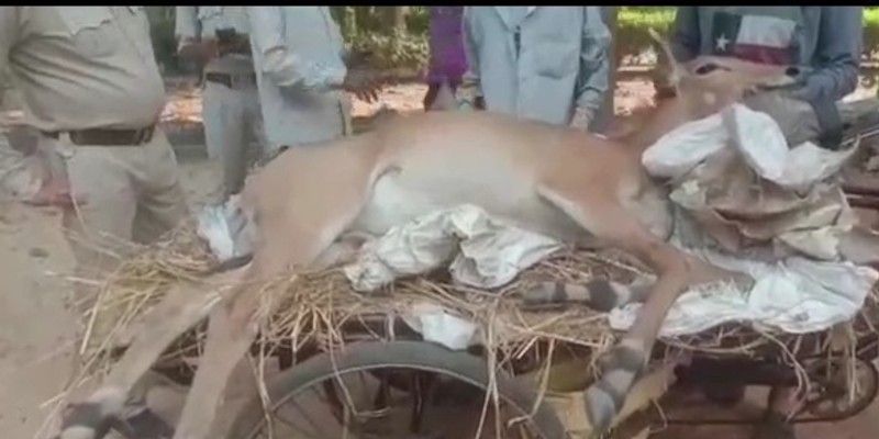 Nilgai rescued from National Highway at Burdwan BTG