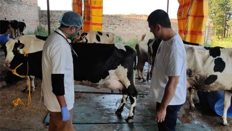 महेन्द्र सिंह धोनी के पास रांची के सैंबो में एक 46 एकड़ का फॉर्म हाउस मौजूद है। इस फॉर्म हाउस पर महेन्द्र सिंह धोनी अलग-अलग खेती करने की शुरुआत तो कर चुके हैं, जिसमें उन्होंने अब तो मुर्गी पालन करने की भी तैयारी कर ली है। इस फार्म में डेयरी भी मौजूद है।