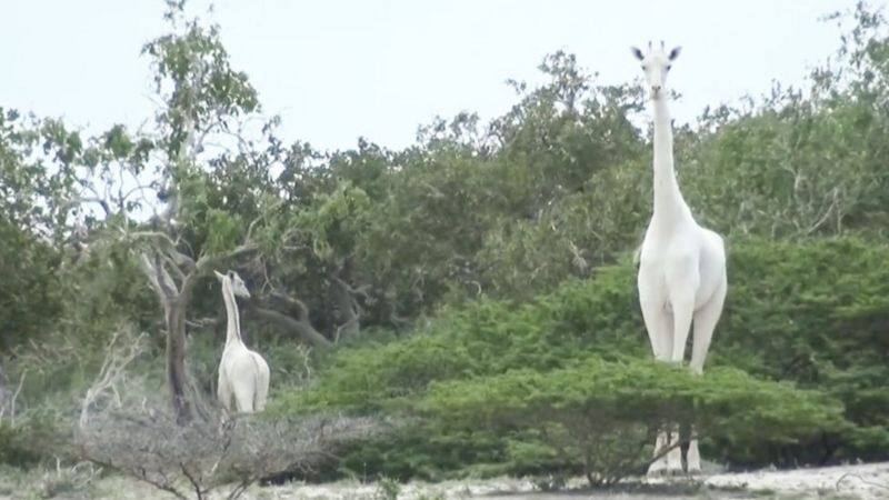 only known white giraffe in the world fitted with tracker