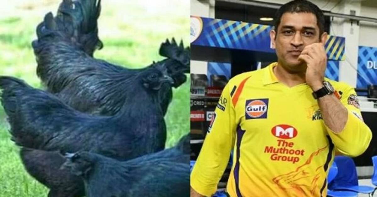ms dhoni ipl: பீர் வியாபாரம், இப்போது கோழி பிஸ்னஸ் ! 2 ஆயிரம் கடக்நாத் கோழிகளை பண்ணைக்கு ஆர்டர் செய்த தோனி