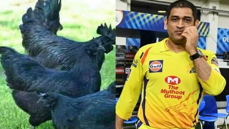 Kashmir Engineering students opens Start-up with Kadaknath chickent, takes MS Dhoni business idea