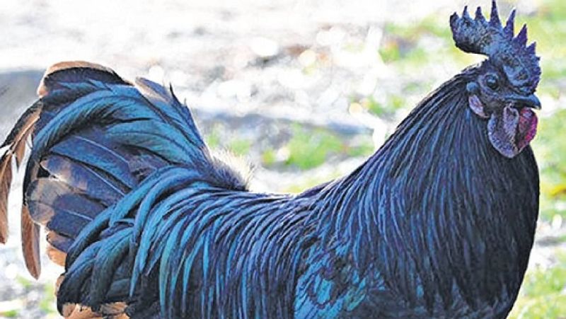<p><strong>भारतीय नस्ल का है चिकन</strong><br />
झाबुआ में कड़कनाथ मुर्ग को वहां की स्थानीय भाषा में काली मासी कहा जाता है। यह भारतीय प्रजाति का मुर्गा है। इसके पंख से लेकर स्किन तक का रंग पूरी तरह ब्लैक होता है। इसके अंडे और मांस का रंग भी काला होता है। यह 600 रुपए से 900 रुपए प्रति किलोग्राम की कीमत पर बिकता है। कड़कनाथ मुर्गी का एक अंडा कम से कम 40 रुपए में बिकता है।<br />
(फाइल फोटो)<br />
</p>