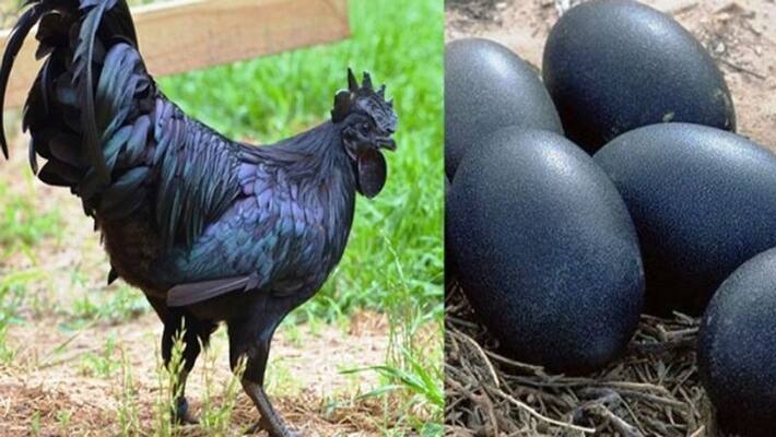 Earn 35 lakh by starting Kadaknath chicken Firming in just 53 Thousand Earn 35 lakh by starting Kadaknath chicken Firming in just 53 Thousand