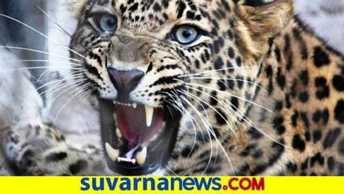 Anxiety in people due to Leopard in Apartment in Bengaluru grg Anxiety in people due to Leopard in Apartment in Bengaluru grg
