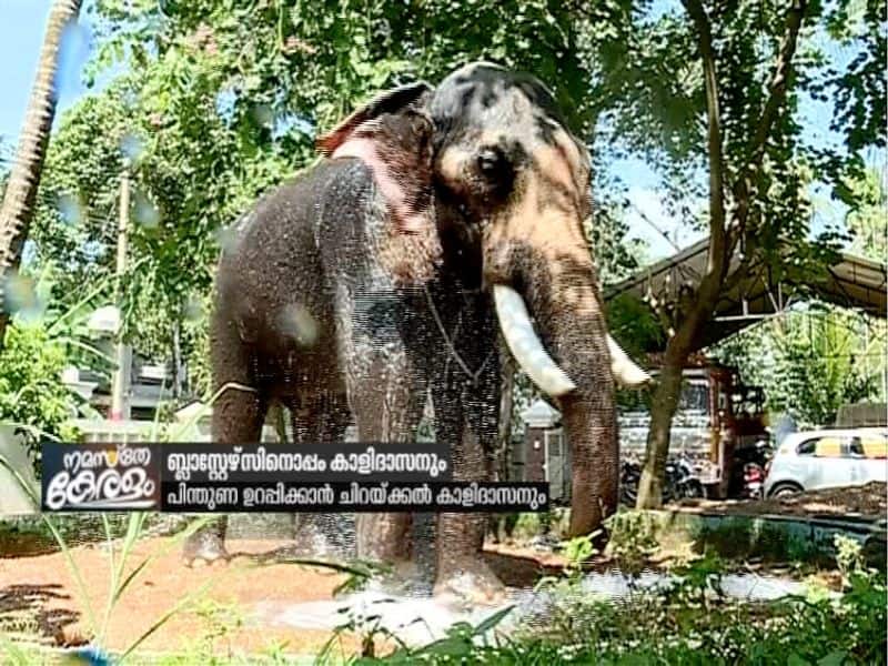 ISL 2020 21 Bahubali fame elephant Chirakkal Kalidasan acted in Kerala Blasters Video