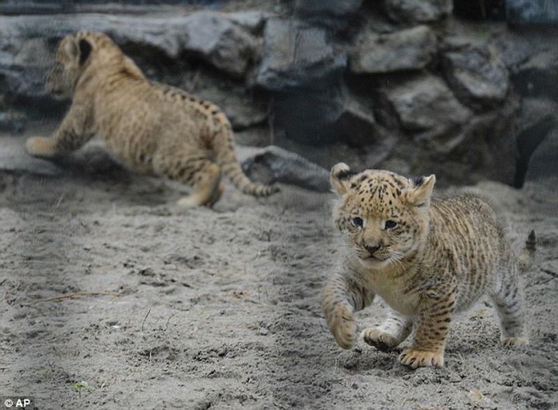 Liliger is a hybrid animal