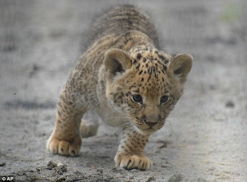 Liliger is a hybrid animal