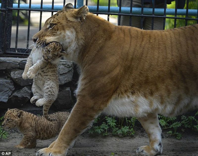 Liliger is a hybrid animal