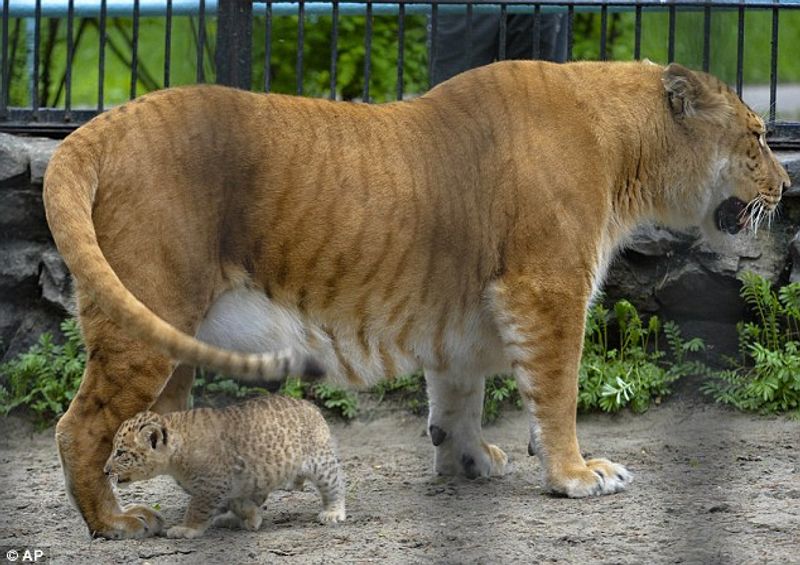 Liliger is a hybrid animal