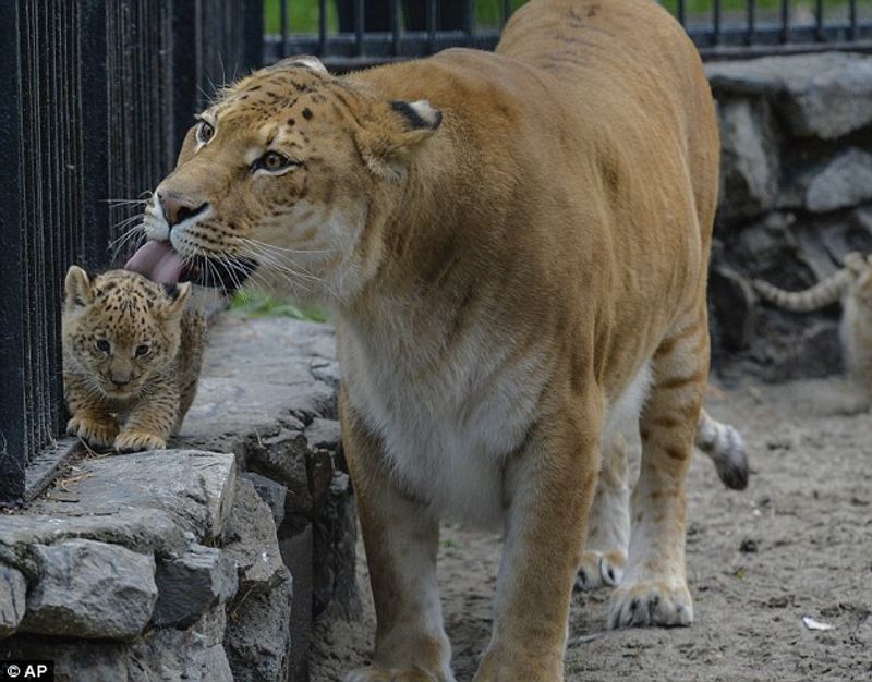 Liliger is a hybrid animal