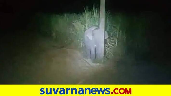 Baby Elephant Caught Eating Sugarcane Tries To Hide Behind A Pole dpl Baby Elephant Caught Eating Sugarcane Tries To Hide Behind A Pole dpl