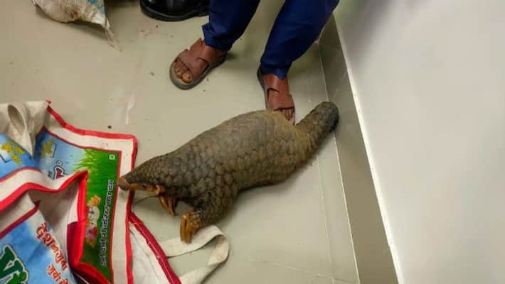 Forest department resccue pangolin from Coochbehar ASB Forest department resccue pangolin from Coochbehar ASB
