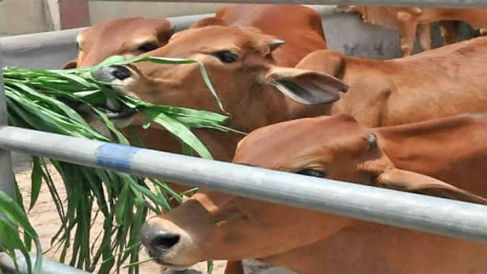 Puttur Engineering Graduate Success in Organic farming snr Puttur Engineering Graduate Success in Organic farming snr
