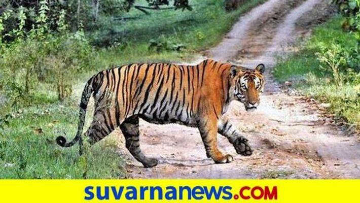 Corona Curfew Bandipur safari Resorts closed Till May 12 snr Corona Curfew Bandipur safari Resorts closed Till May 12 snr